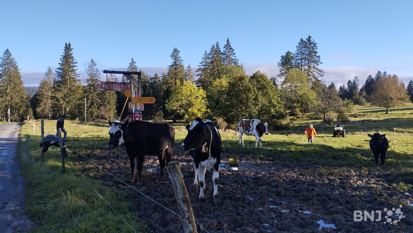 Dans les 140 hectares de l'exploitation, certaines génisses se sont un peu éparpillées.