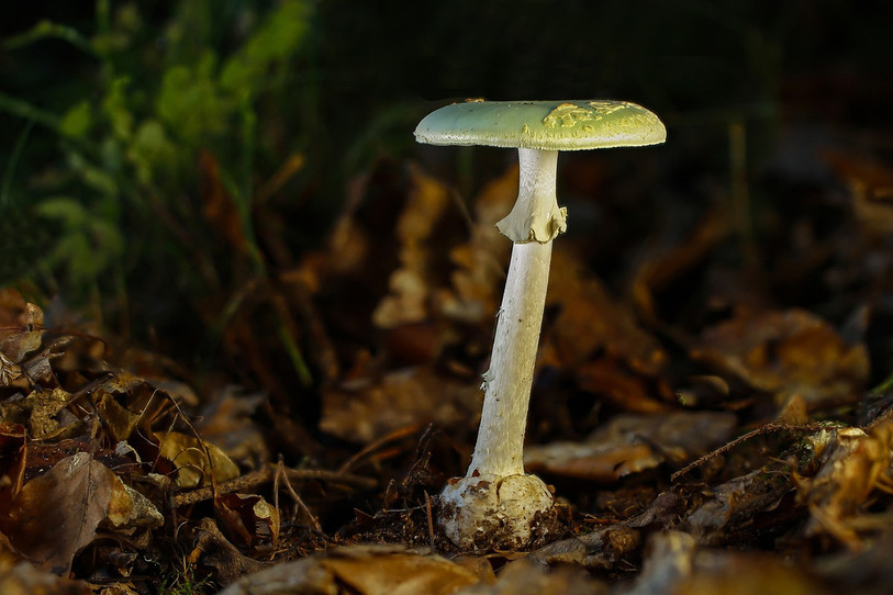 Les amanites phalloïdes sont mortelles et peuvent facilement être confondues avec d'autres espèces. (Photo : libre de droits)