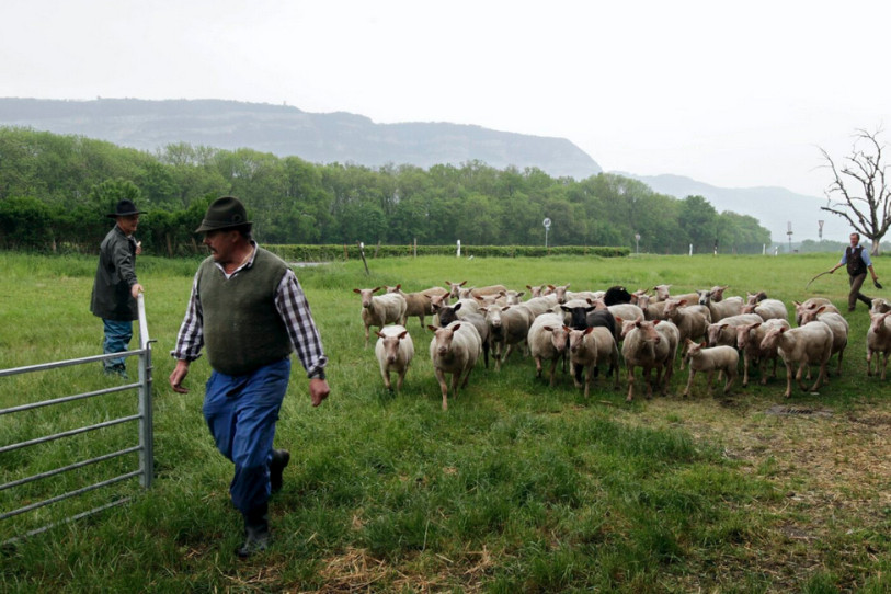 La maladie de la langue bleue progresse en Suisse. (Photo: KEYSTONE/SALVATORE DI NOLFI).