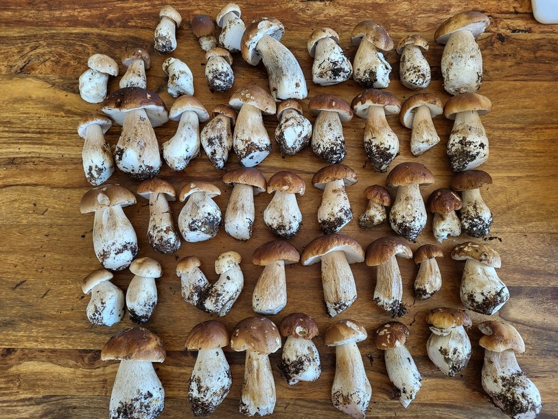 Les récoltes de champignons sont bonnes cette année !