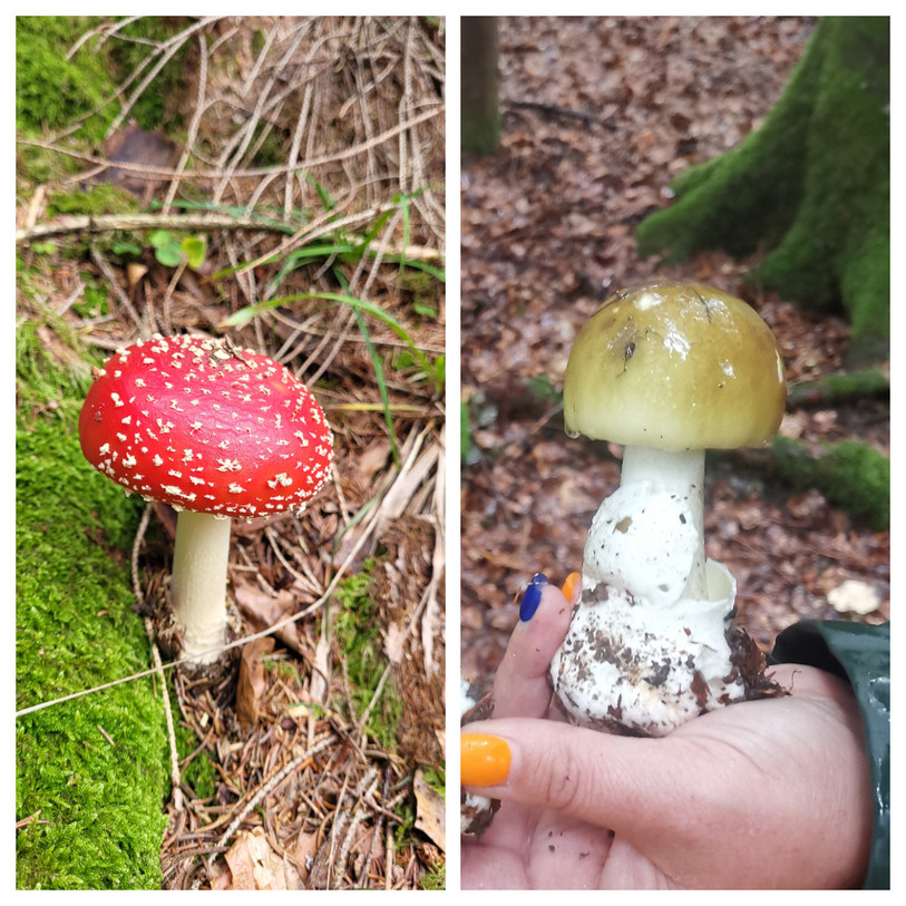L'amanite tue-mouches, à gauche, est toxique, mais l'amanite phalloïde, à droite, l'est encore plus et surtout est mortelle.