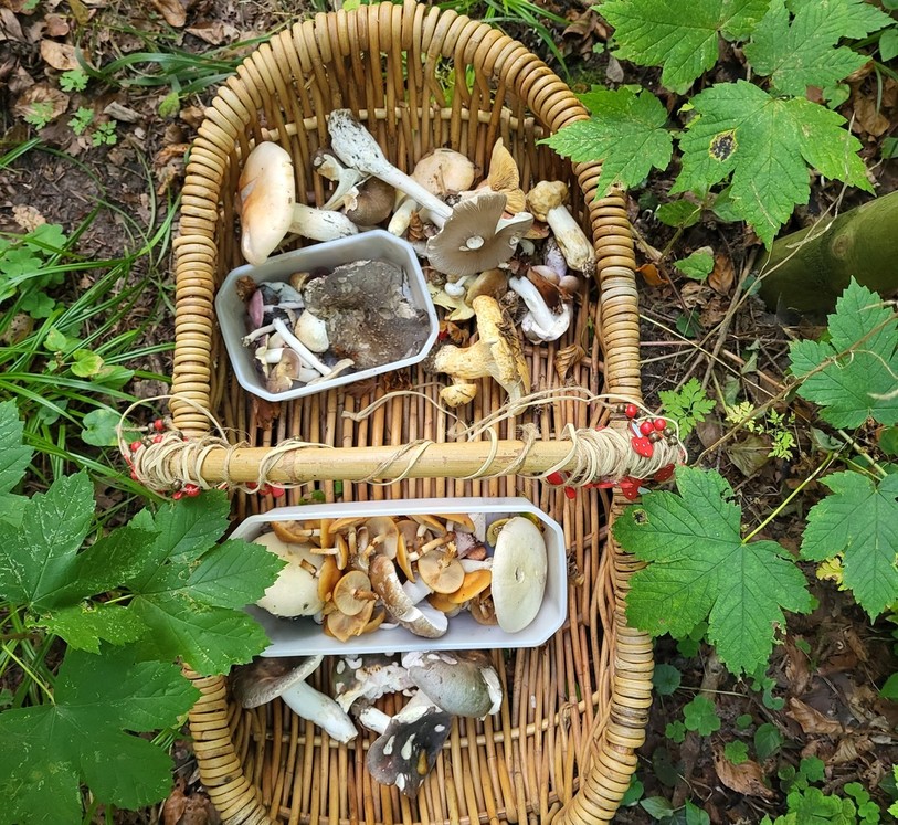 Une fois le panier rempli, n'oubliez pas d'aller faire contrôler vos champignons avant de les consommer !