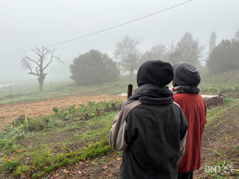 Actuellement, de la roquette, des figuiers ou encore des choux kale sont en train de pousser à Pontareuse.