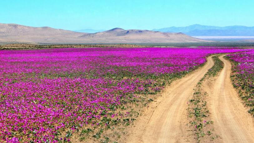 Le désert d’Atacama quand il est fleuri. (photo: Ouest-France)