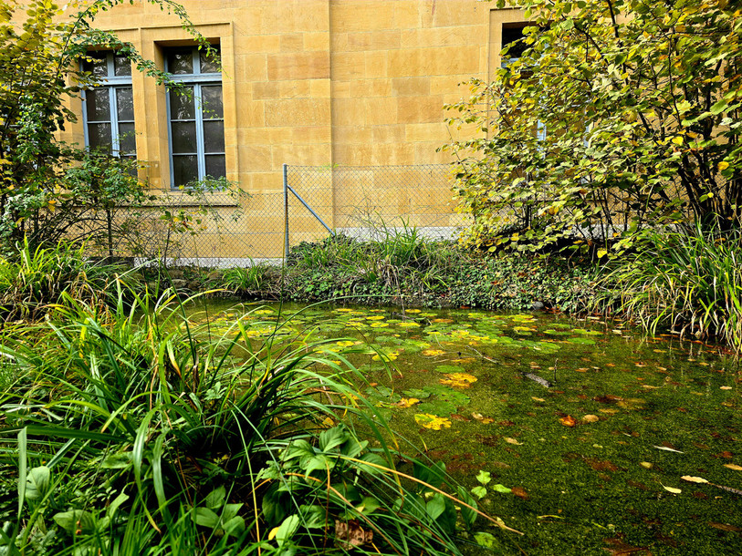 Le Muséum d'histoire naturelle de Neuchâtel va offrir un espace plus vert aux écoliers du collège des Terreaux. (Photo : Ville de Neuchâtel)