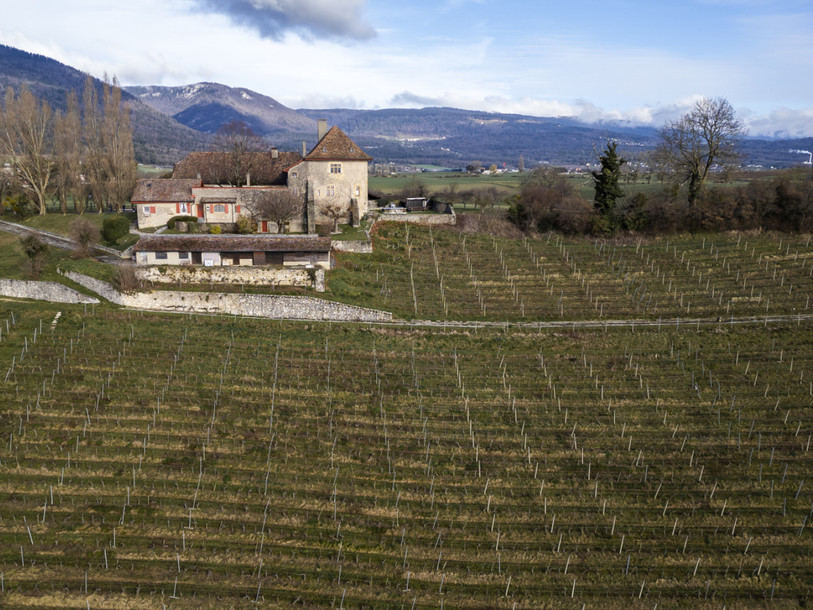 Dans la viticulture neuchâteloise, le salaire minimum par heure sera fixé pour 2025 à 18,12 francs par heure. (Photo : KEYSTONE / Laurent Merlet).