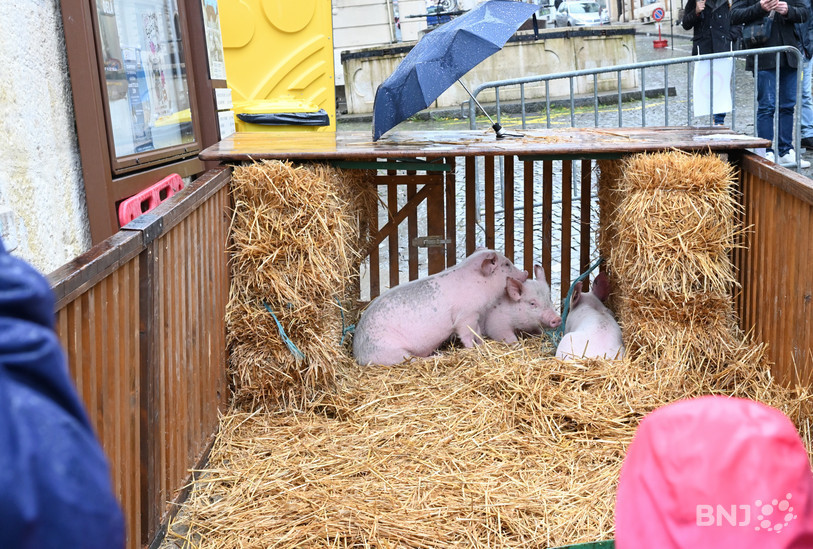 Les cochons de la Saint-Martin auront de la compagnie cette année avec la présence d'une jument et de son poulain. (Photo : Archives).