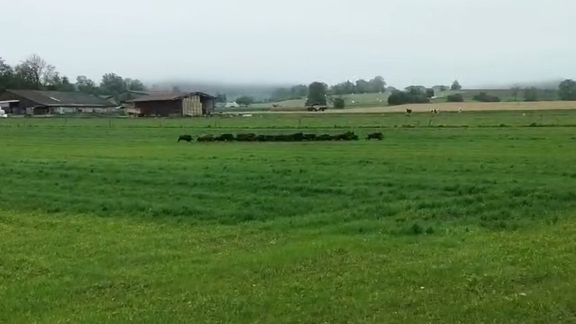 Des sangliers ont traversé plusieurs villages de la région ajoulote. (Photo: Philippe Widmer).