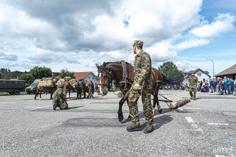 L'an dernier, l'armée avait déjà acquis 34 chevaux de la race franches-montagnes. (Photo archives : Jonathan Vallat).