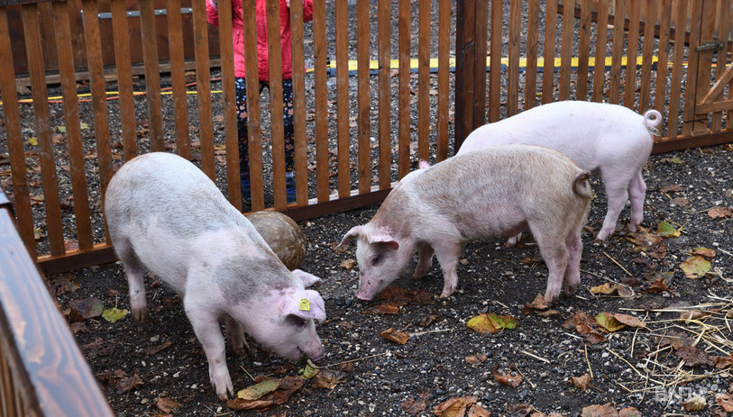 Les cochons ont des aptitudes, selon le collectif « Les1800 sans nom ». (Photo d’archives : Georges Henz).