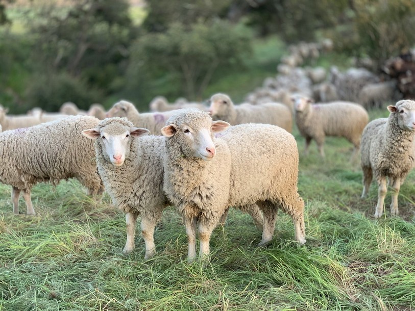 La requête fait suite aux nombreux cas d’épizooties survenus l’an dernier en Suisse, notamment ceux liés à la maladie de la langue bleue, qui ont durement touché les élevages. (Photo libre de droits).
