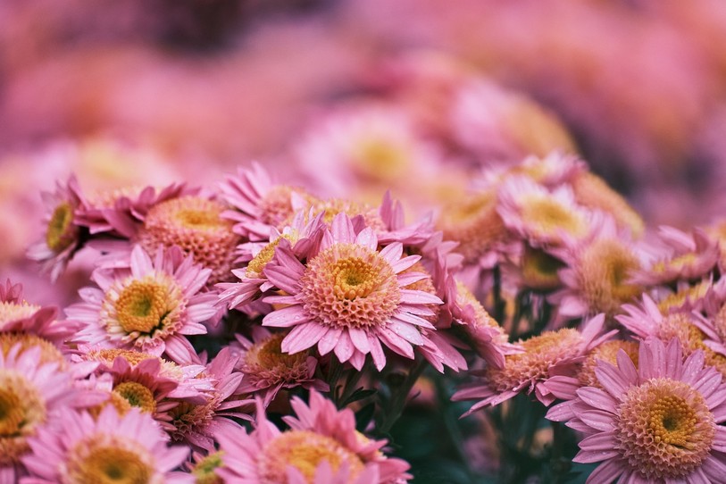 chrysanthèmes