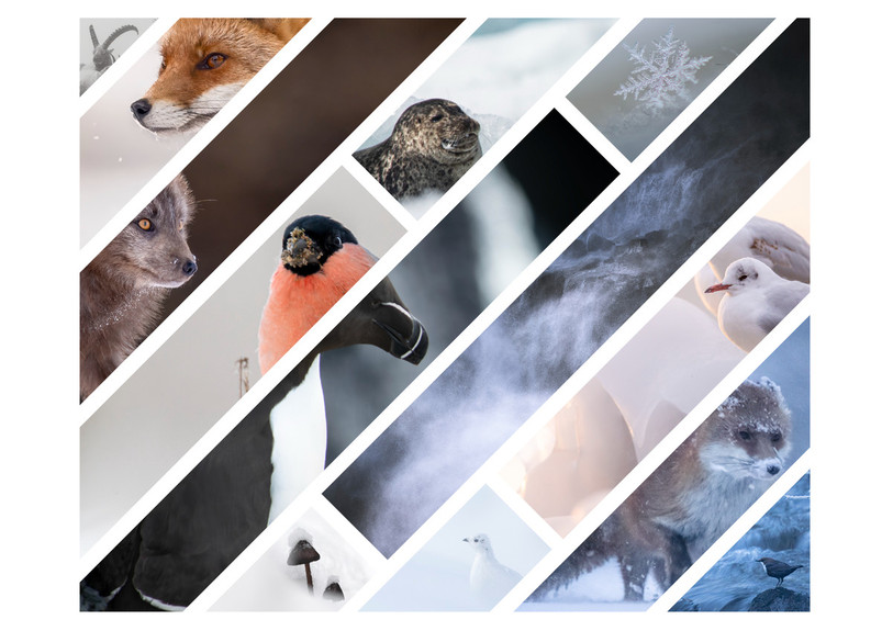 Des photos d’animaux et de paysages au froid sont à découvrir au Noirmont. (Photo : Festival Photo-Nature des Franches-Montagnes) 