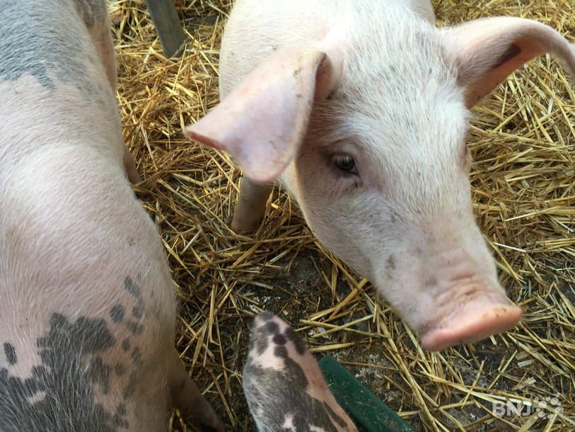 Qu'ils sont mignons, les petits cochons!