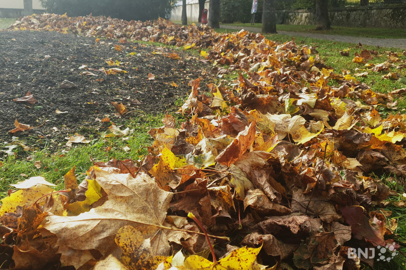 Le ramassage des feuilles mortes est un chantier conséquent pour les employés des voiries pendant l'automne.