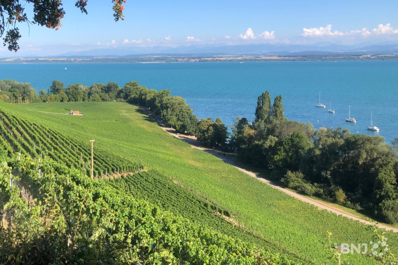 Les vignes neuchâteloises ont été moins généreuses que ces deux dernières années.
