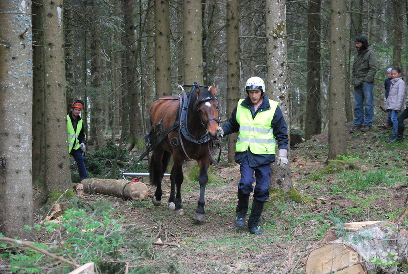 Le Franches-Montagnes travaille volontiers.