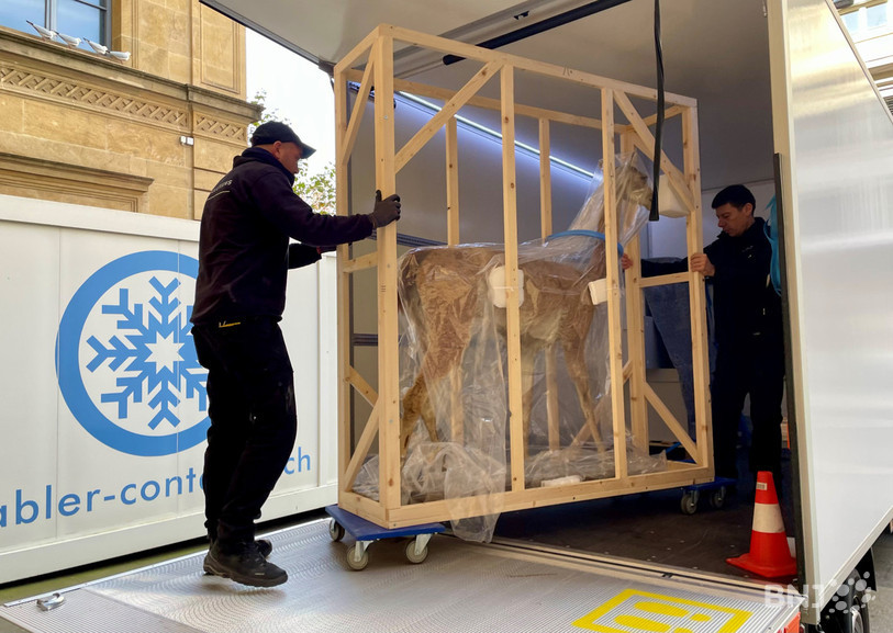 Les déménageurs transportent les animaux dans leur nouvelle demeure après un séjour de plusieurs jours dans le conteneur frigorifique.