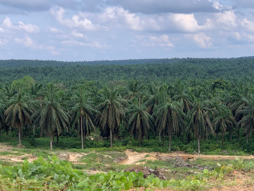 Plantation industrielle de palmiers à huile à Jambi, Sumatra. (Photo : Gustavo Paterno).
