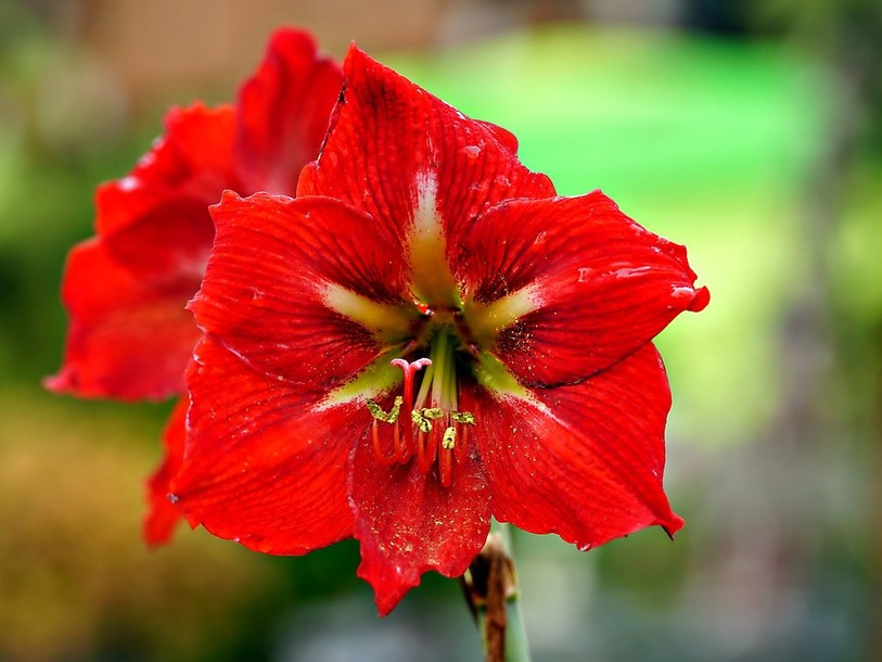Amaryllis
