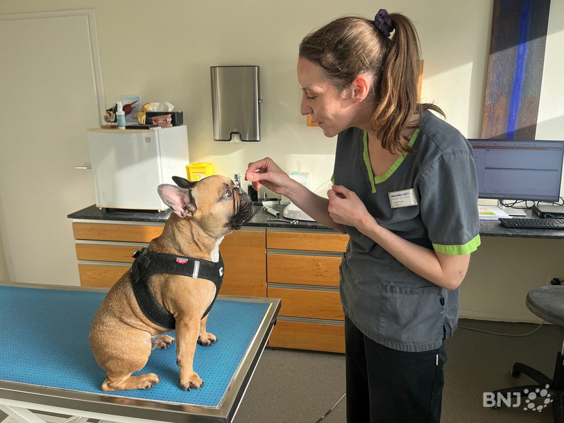 Jennifer Fleury avec Tao, un bouledogue en consultation pour une otite.