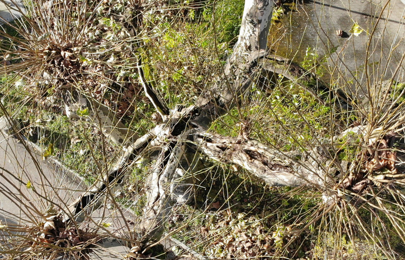Les arbres qui bordent Stockmar ont été scrutés... ils devront malheureusement être abattus ces prochains jours. (Photo : Municipalité de Porrentruy)