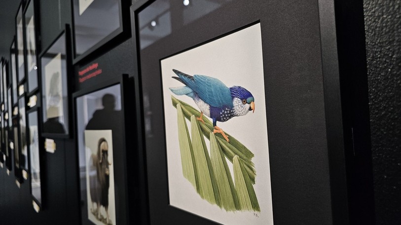 Paul Barruel représentait des animaux de manière très réaliste dans ses aquarelles.
