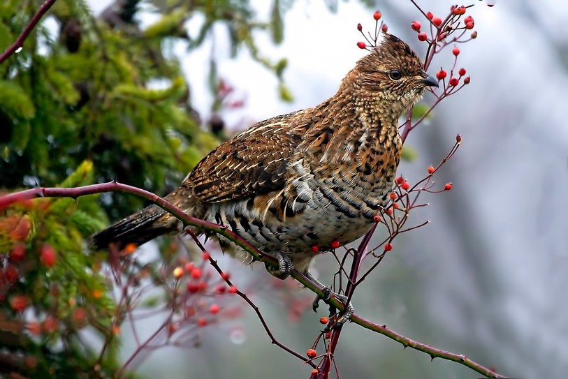 Selon Anatole Gerber, le Parc Chasseral contiendrait entre 50 et 300 gélinottes des bois. (Photo : ldd)