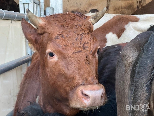 Une soixantaine d'animaux ont été mis en vente lundi matin à Porrentruy.