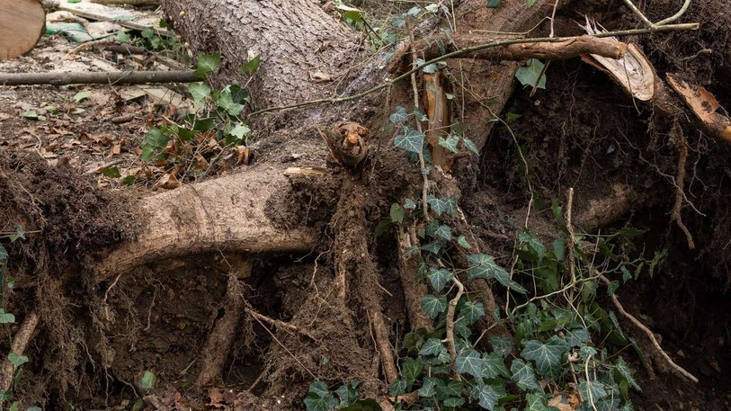 Grâce à l'arrachage des arbres, la petite forêt de la Gurzelen, à Bienne, pourrait devenir un refuge pour les lucanes cerf-volants, qui sont menacés en Suisse. (Photo : TeleBielingue)