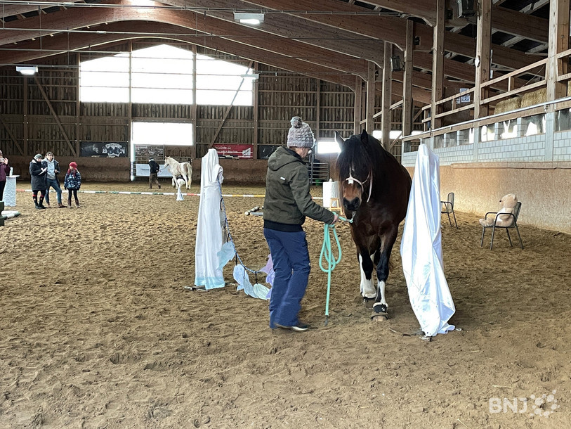 Patrizia Mariani et son cheval franches-montagnes « Salvador » bravent les différents obstacles en toute confiance.