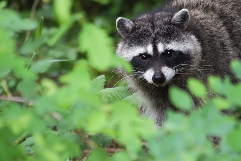 La raton laveur a pu être observé dans le Jura. (Photo libre de droits).