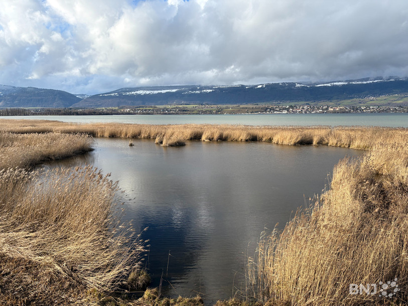 La réserve de la Grande Cariçaie, au sud du lac de Neuchâtel.