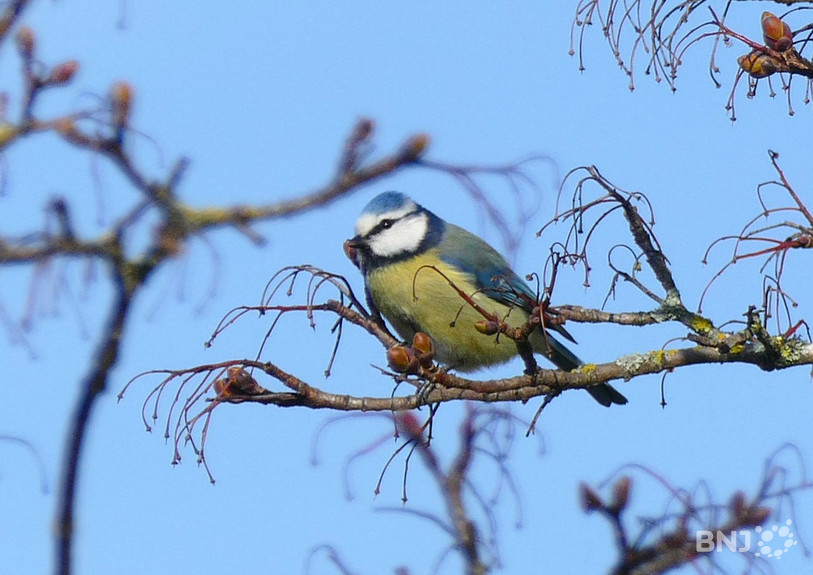 La population suisse est invitée par l'association BirdLife à observer et à compter les oiseaux dans les jardins ou les parc publics durant une heure. (Photo: Jean-Michel Probst)