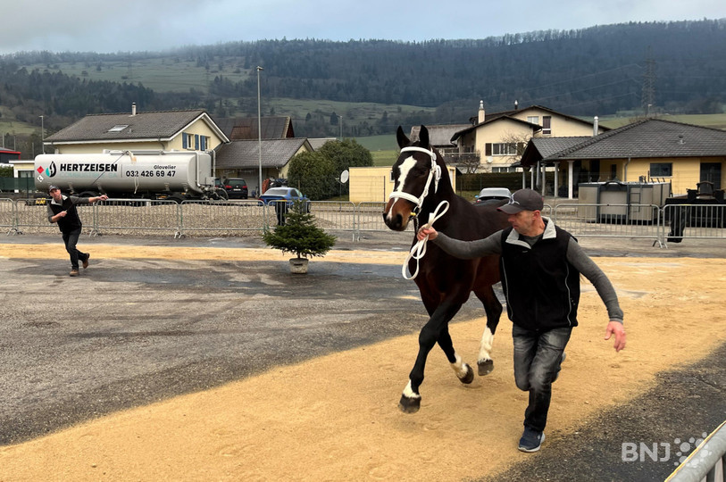 Les étalons passent les uns les autres devant le jury ce samedi à Glovelier. (Photo : archives). 
