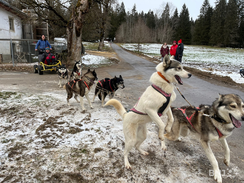 Les mushers devront sans doute troquer leur traineau pour un kart ou un VTT cette année lors des courses à Saignelégier.