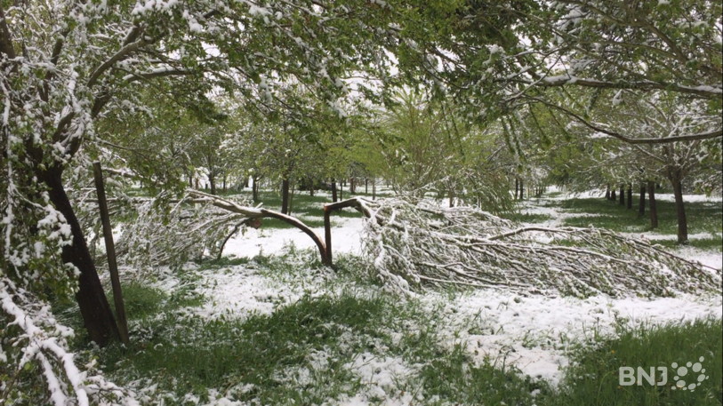 Des arbres fruitiers se sont brisés sous le poids de la neige.