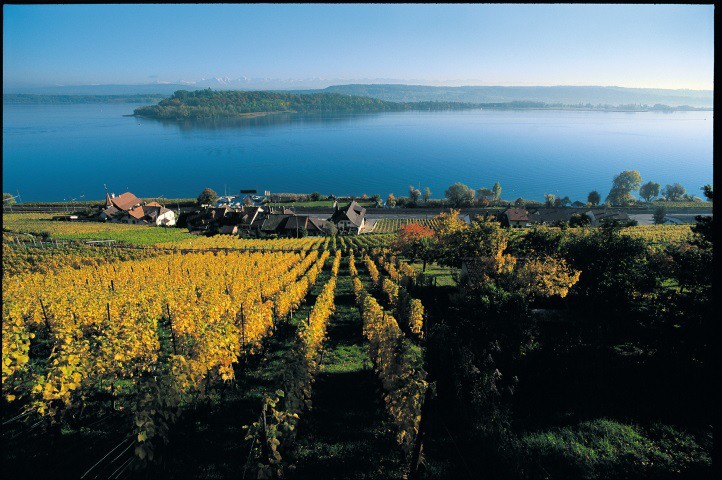 île saint-pierre