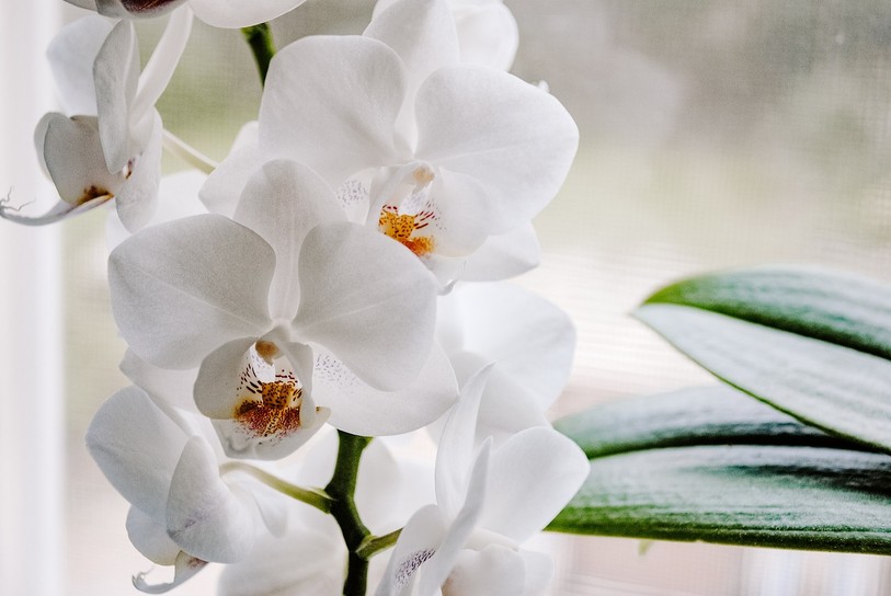 orchidée