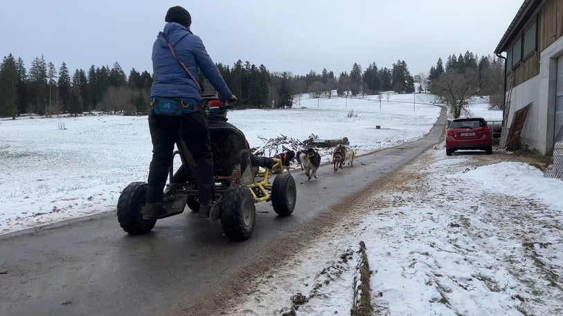 Les courses de chiens de traîneaux se feront sur herbe cette année.