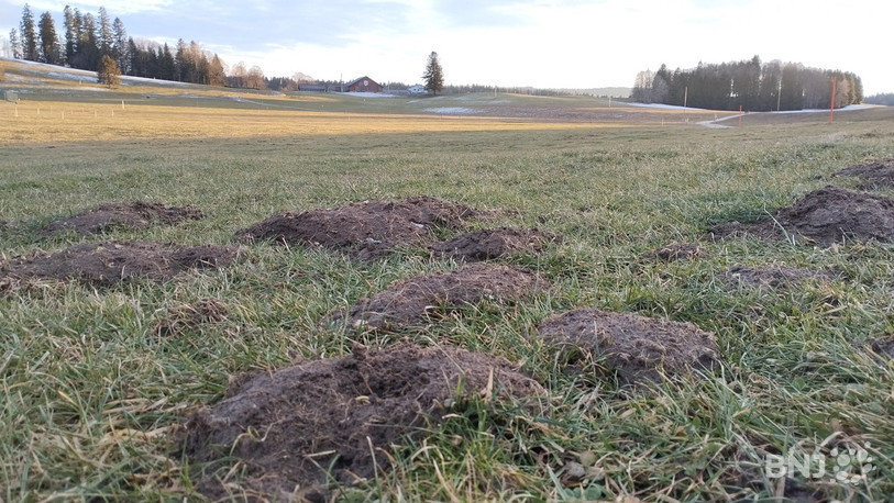 Après des phases de basse densité puis de croissance, les campagnols sont désormais dans un pic de pullulation.