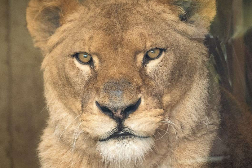 La lionne Kenya du Sikypark à Crémines est morte mardi soir. (Photo : Sikypark).