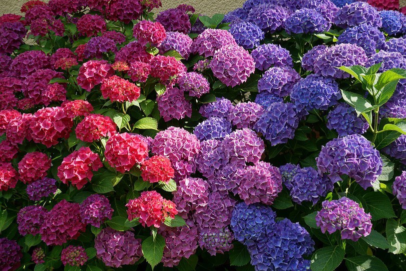 Hortensias