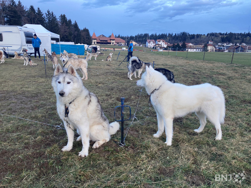 Les chiens sont parés pour les Courses de chiens de traineaux.