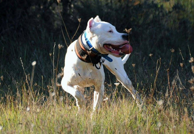 chien dog argentin