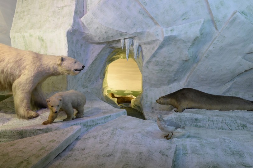 La Nuit des musées, c’est l’ultime occasion de voir ou de revoir les dioramas du Musée d’histoire naturelle de La Chaux-de-Fonds, fermé depuis plusieurs années.
