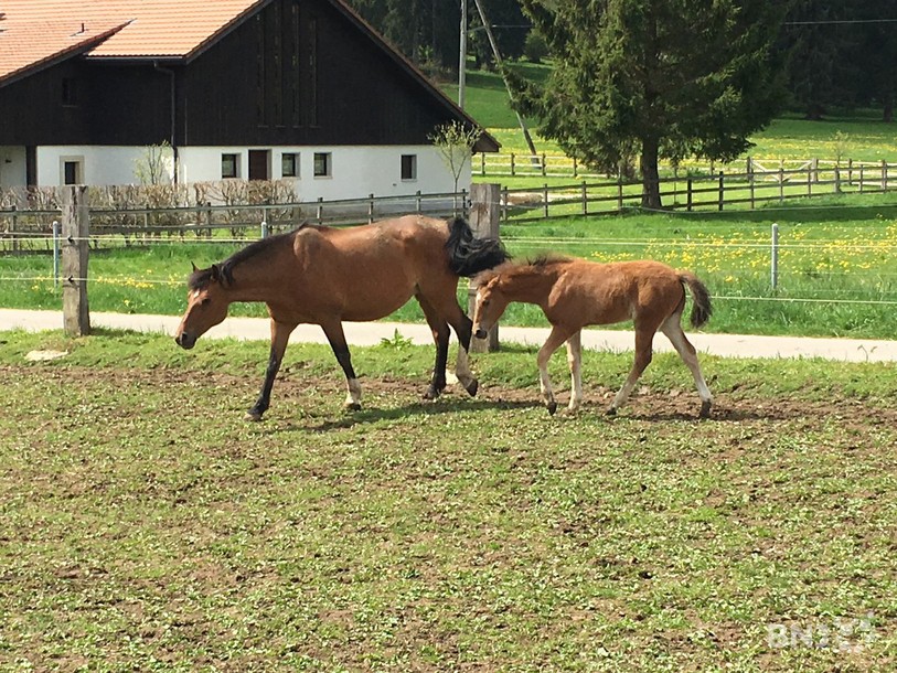 cheval franches-montagnes