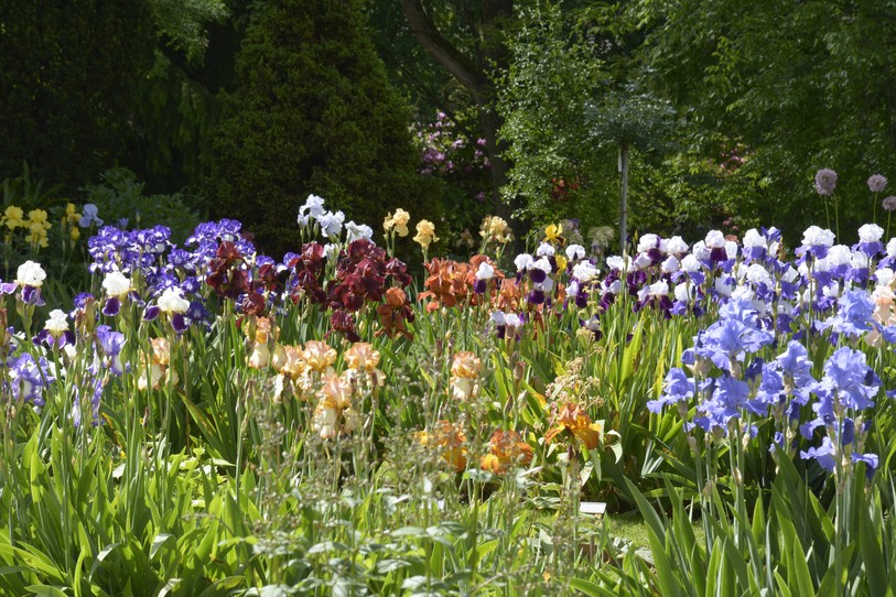 Jardin botanique porrentruy, iris en fleurs