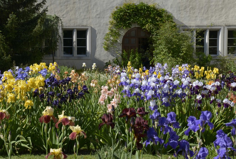 Pas moins de 180 iris et plus de 1000 cactus sont actuellement en fleurs.