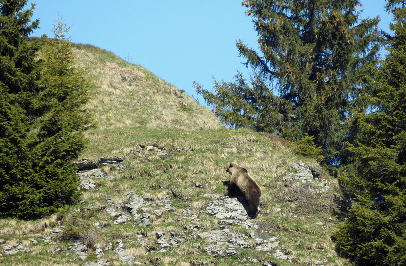 Photo : Inspection de la chasse du canton de Berne.